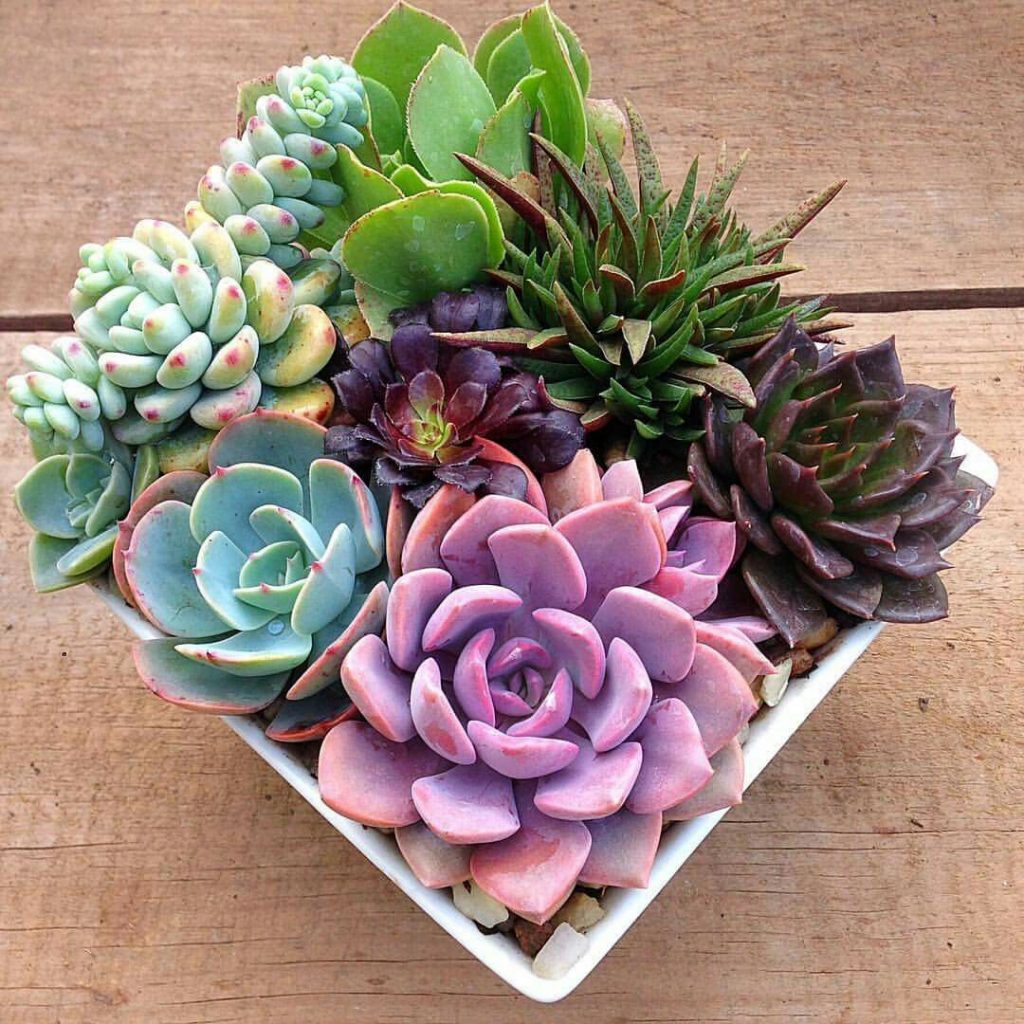 DIY Indoor Succulent Arrangements Ideas Page Of Kornelia Beauty